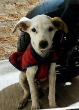 Pet