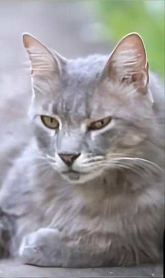 Mascota