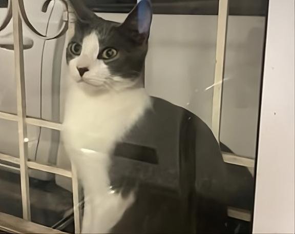 Mascota
