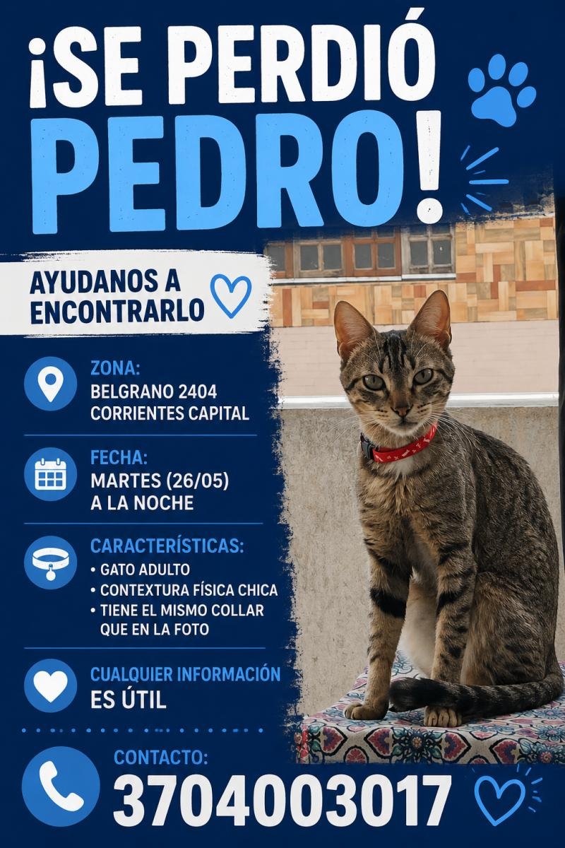 Mascota
