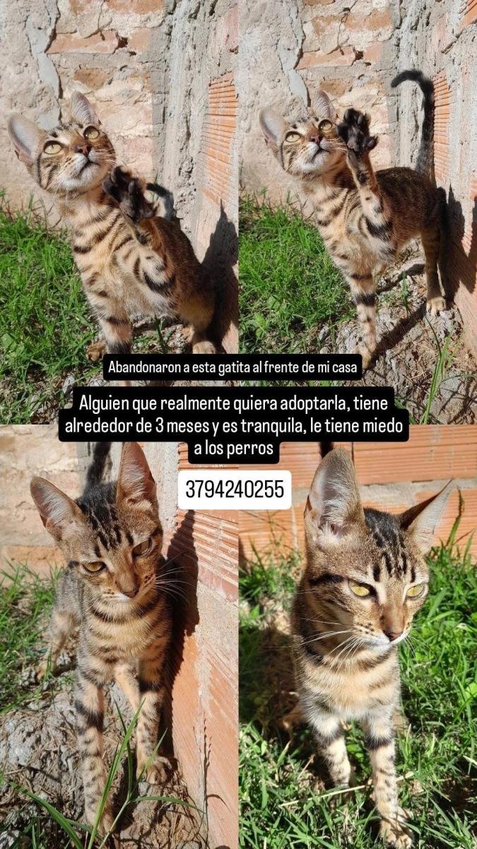 Mascota