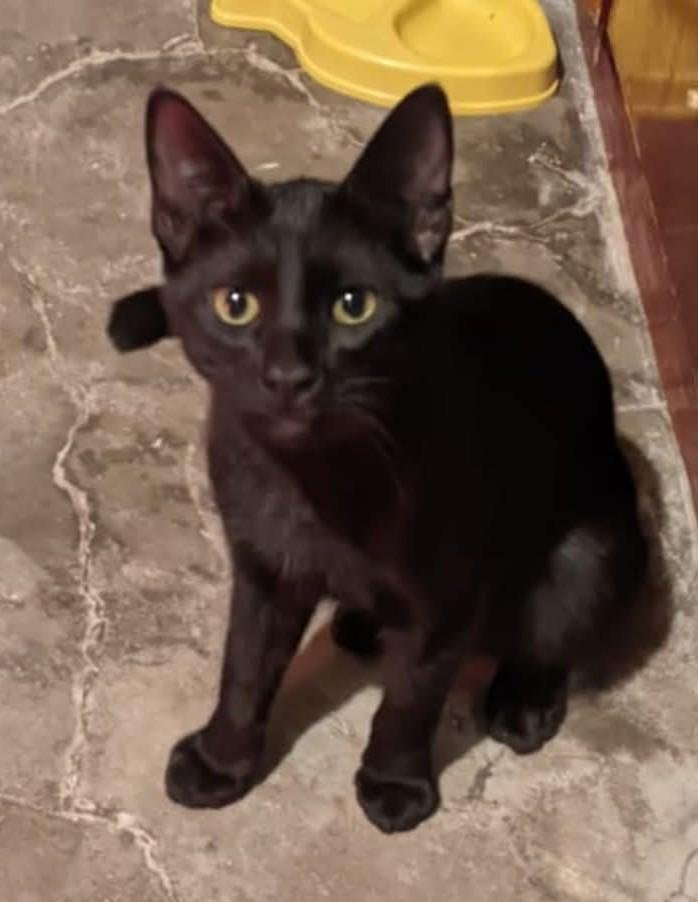 Mascota