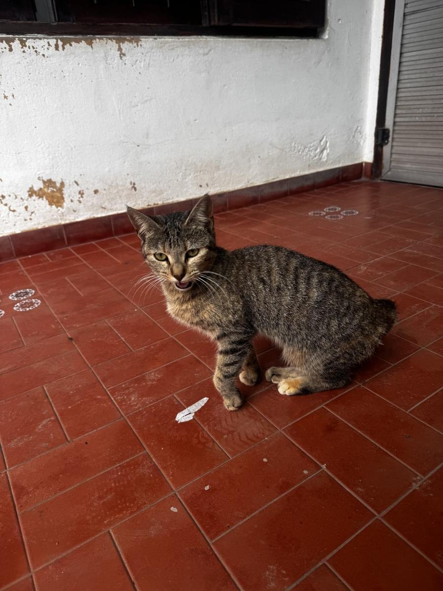 Mascota