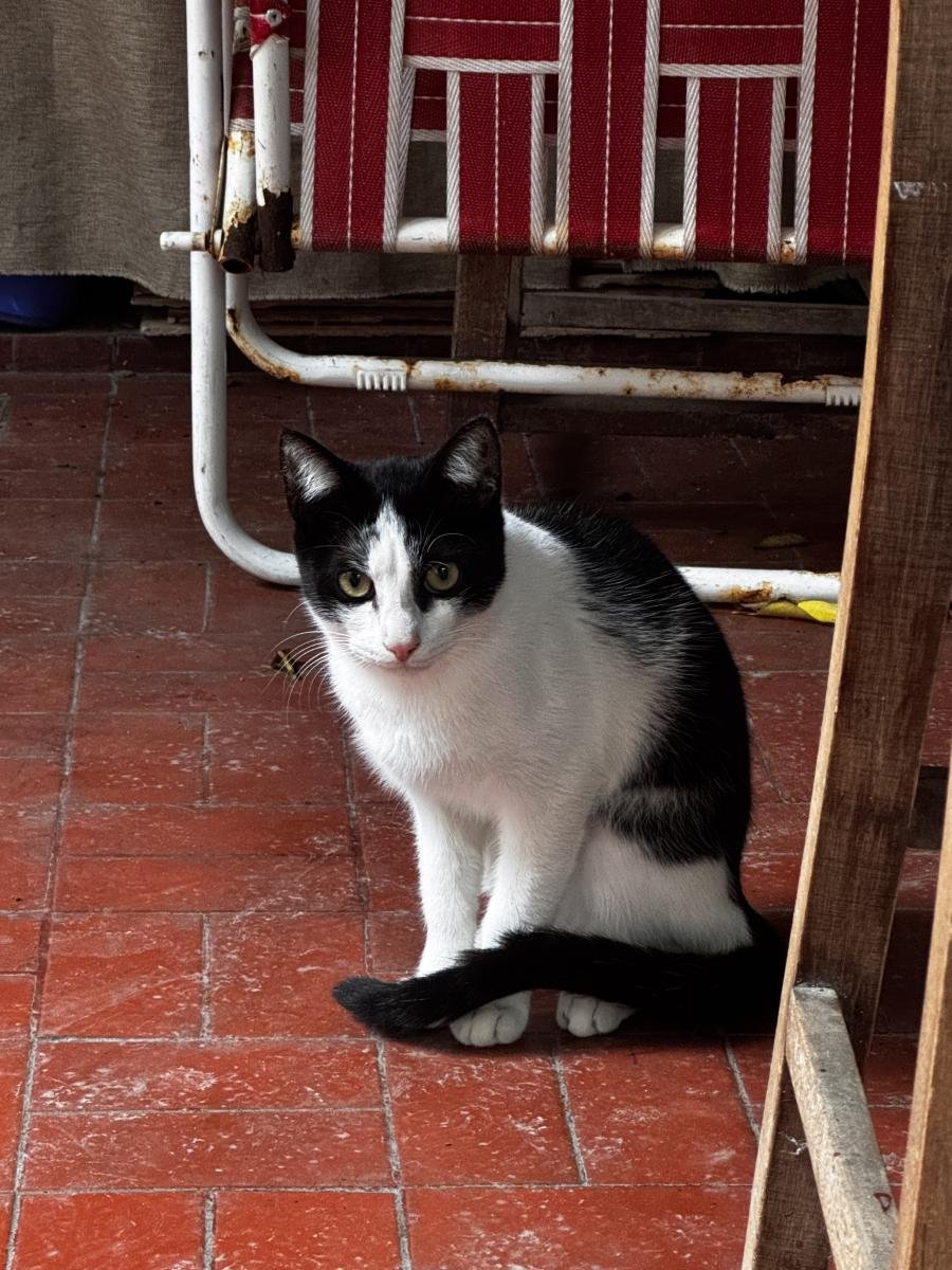 Pet