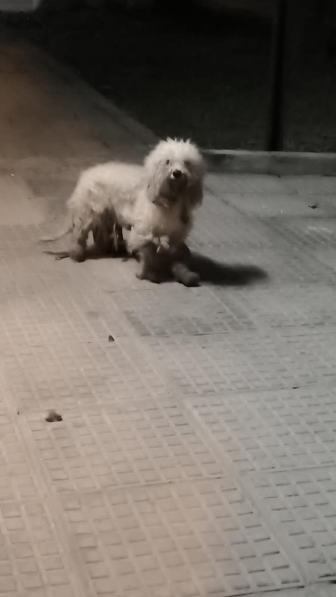 Mascota