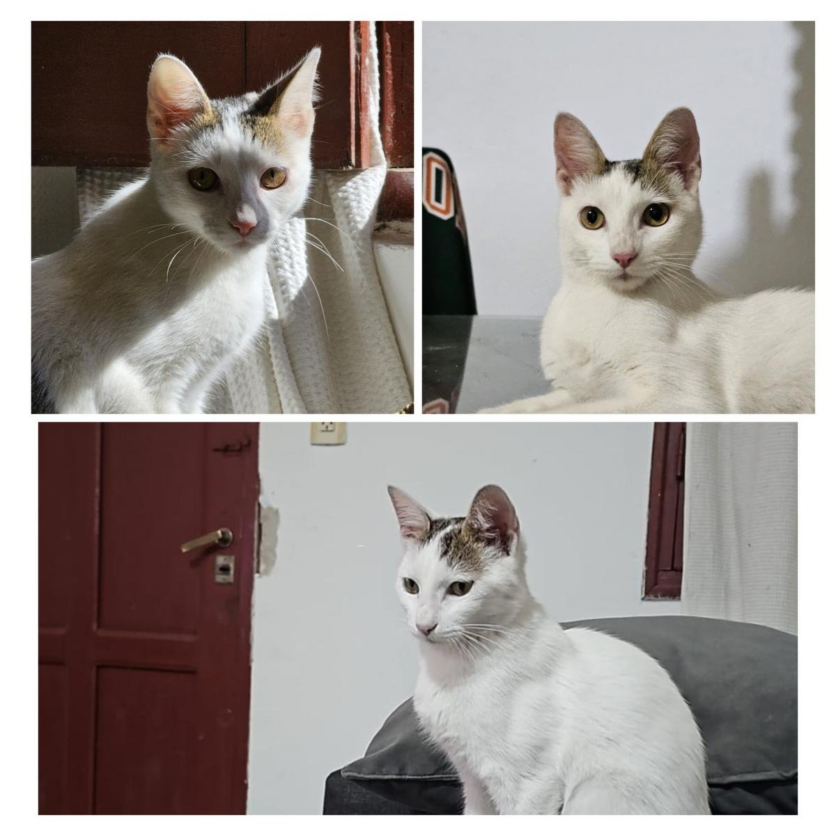 Pet