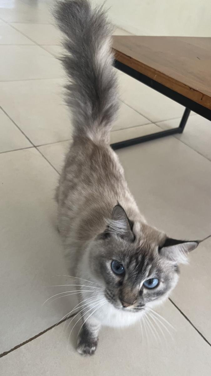 Mascota