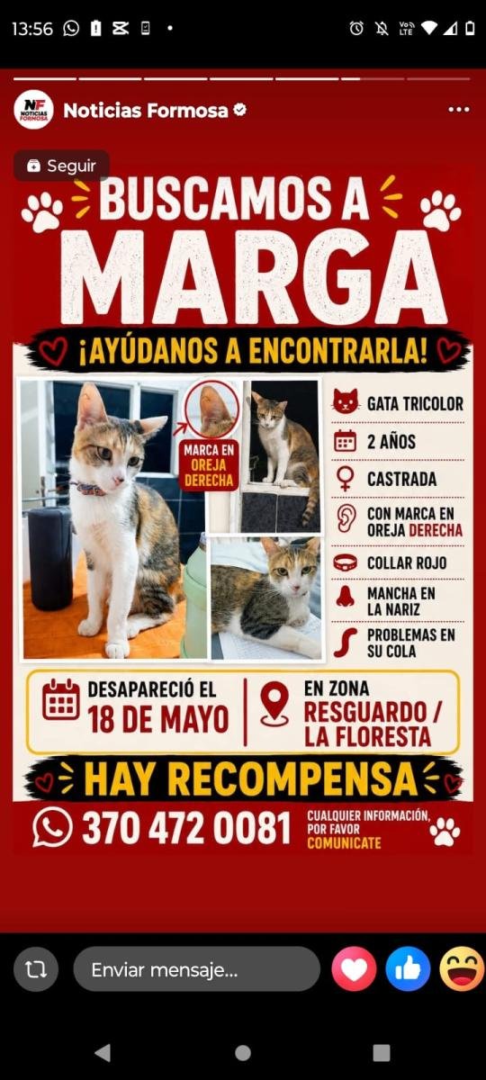 Mascota