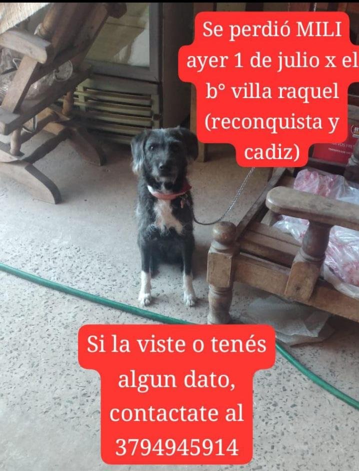 Pet