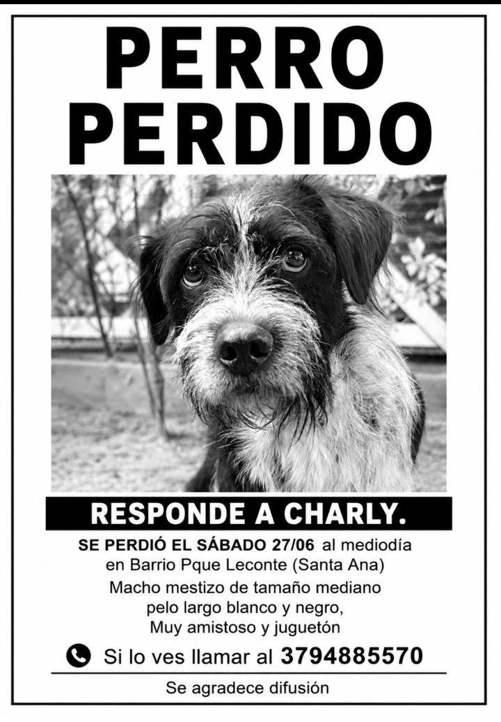 Mascota