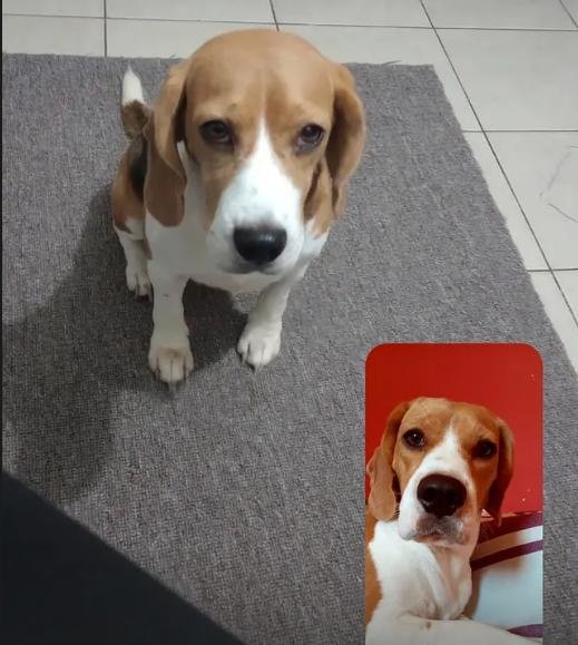 Pet