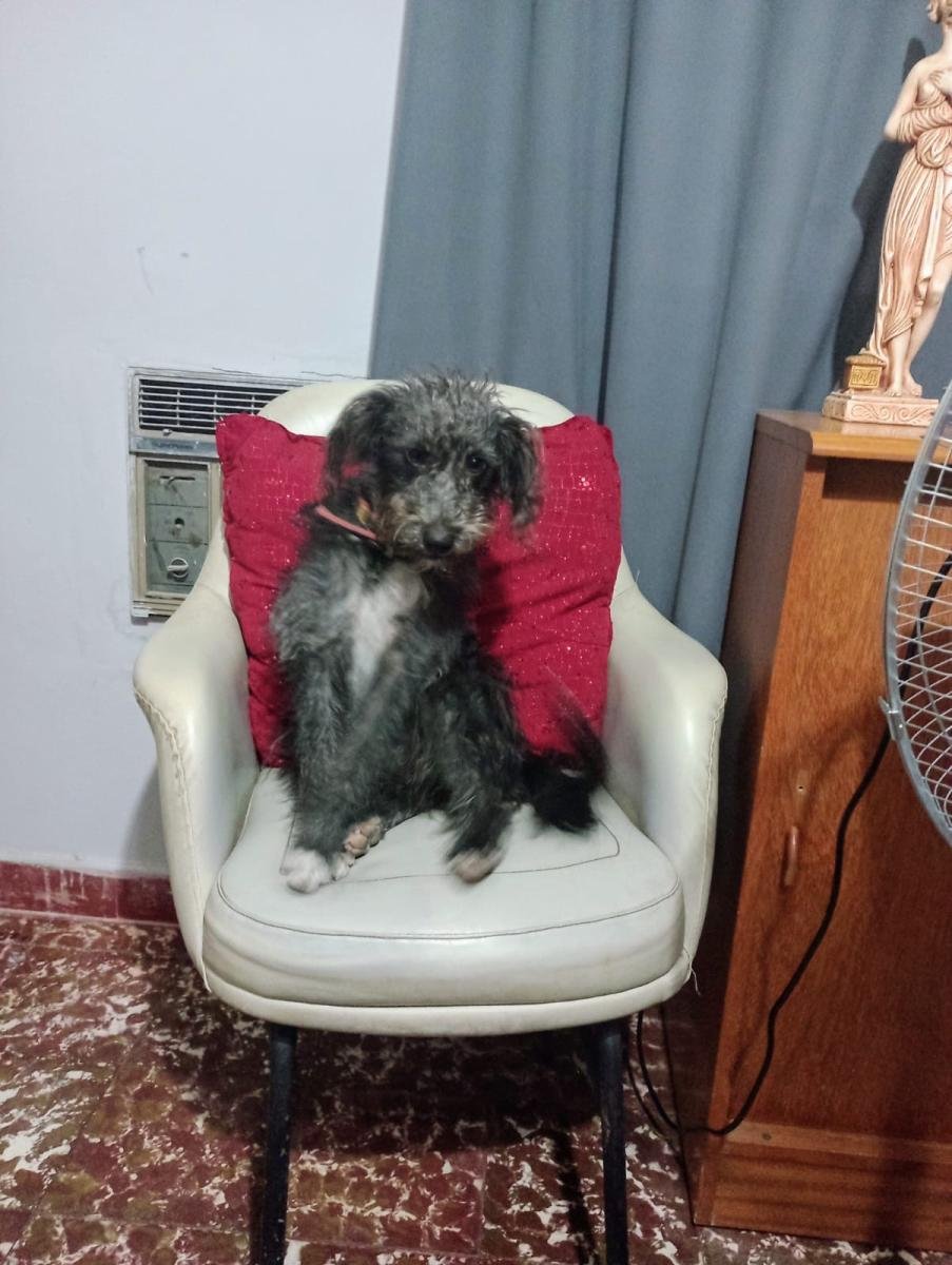 Mascota