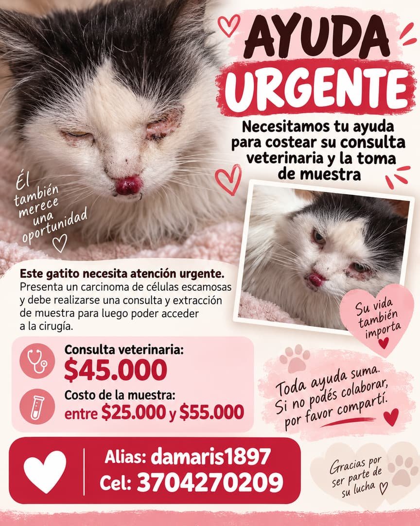 Gato con CARCINOMA