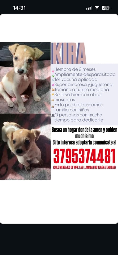 Mascota