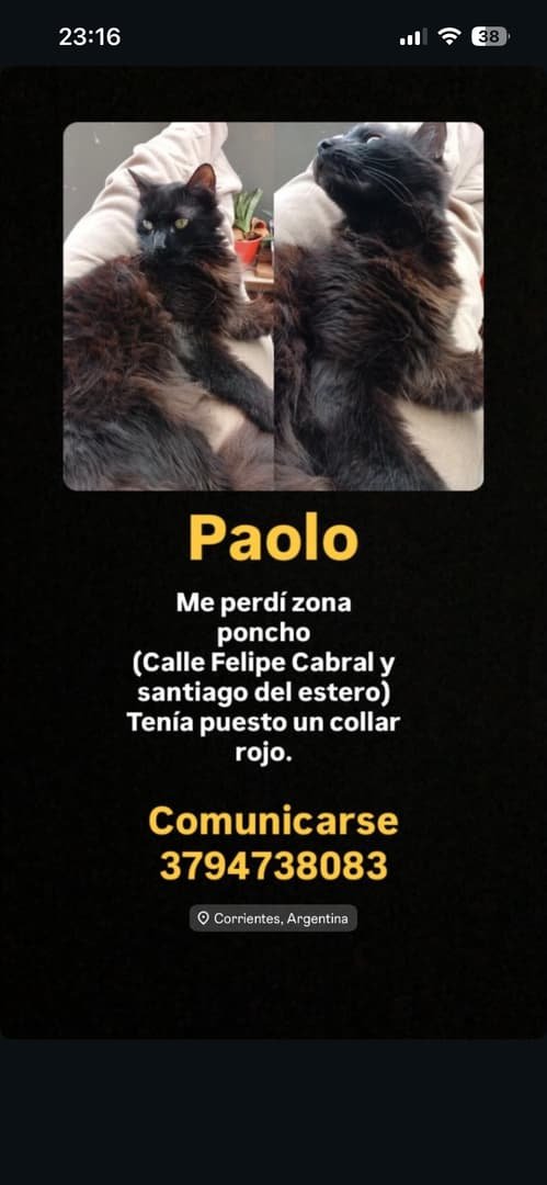 Mascota