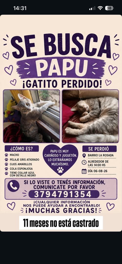 Mascota
