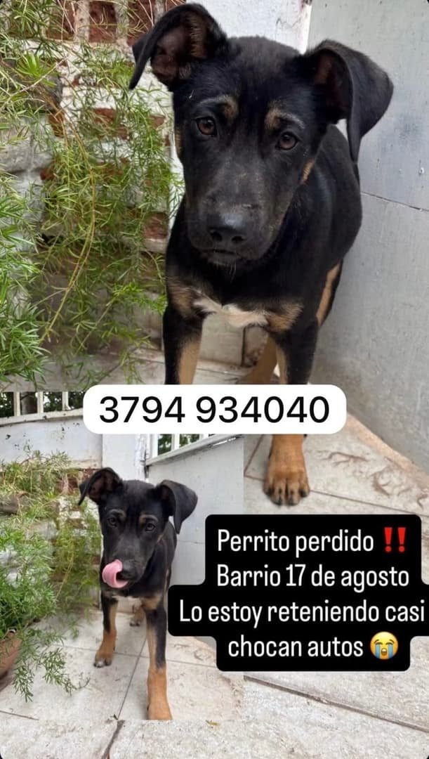 Mascota