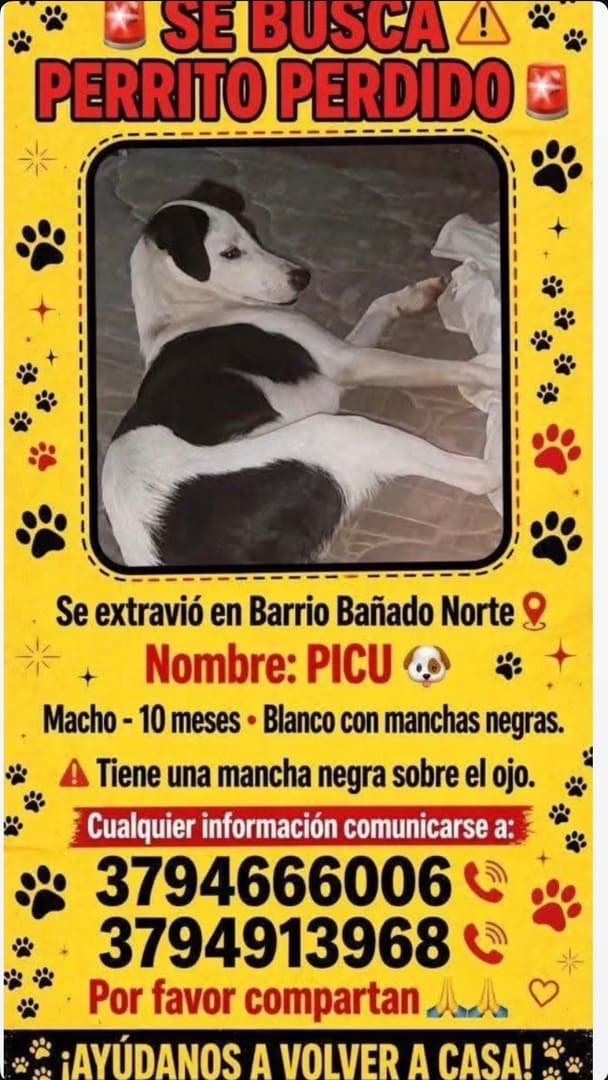 Mascota