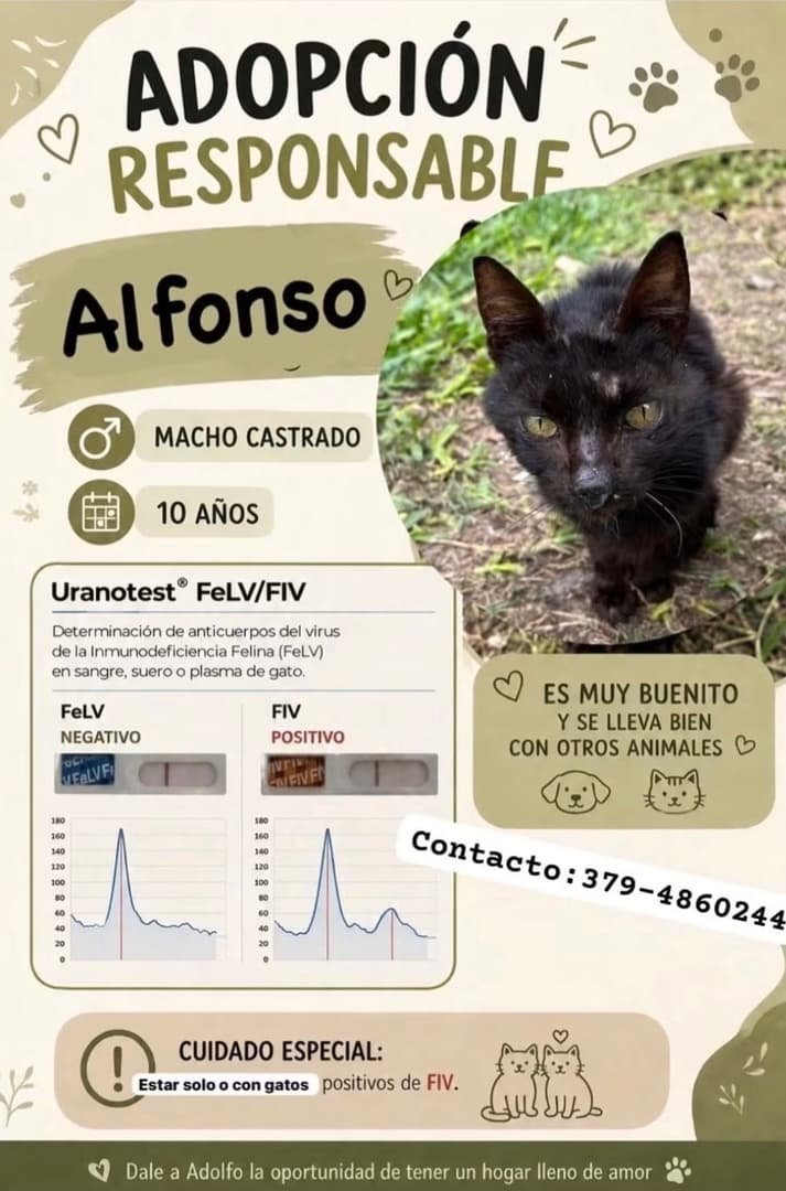 Mascota