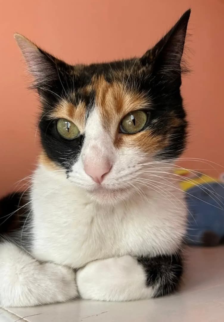 Mascota