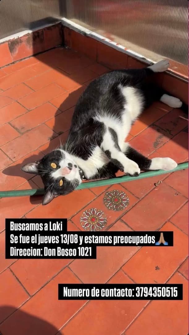 Mascota