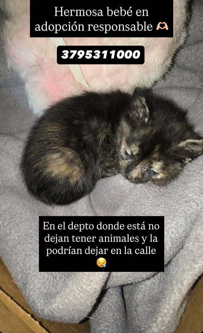 Mascota