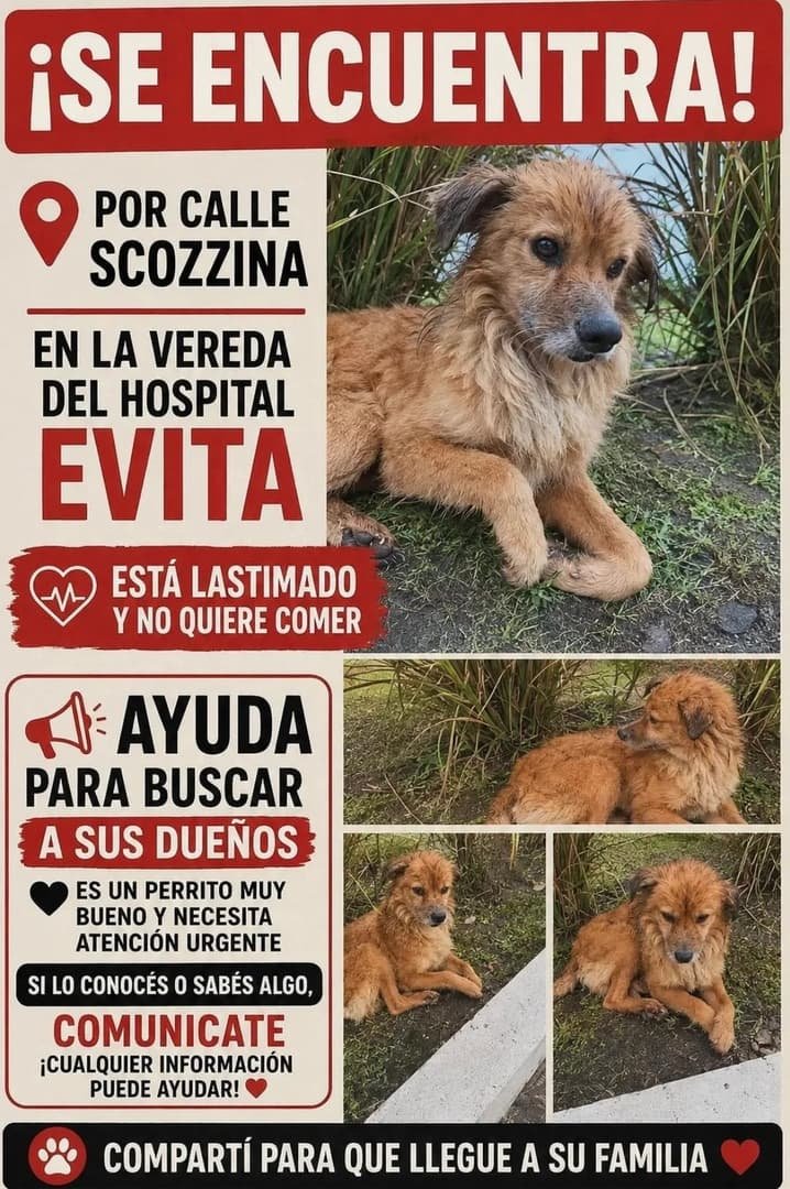 Mascota