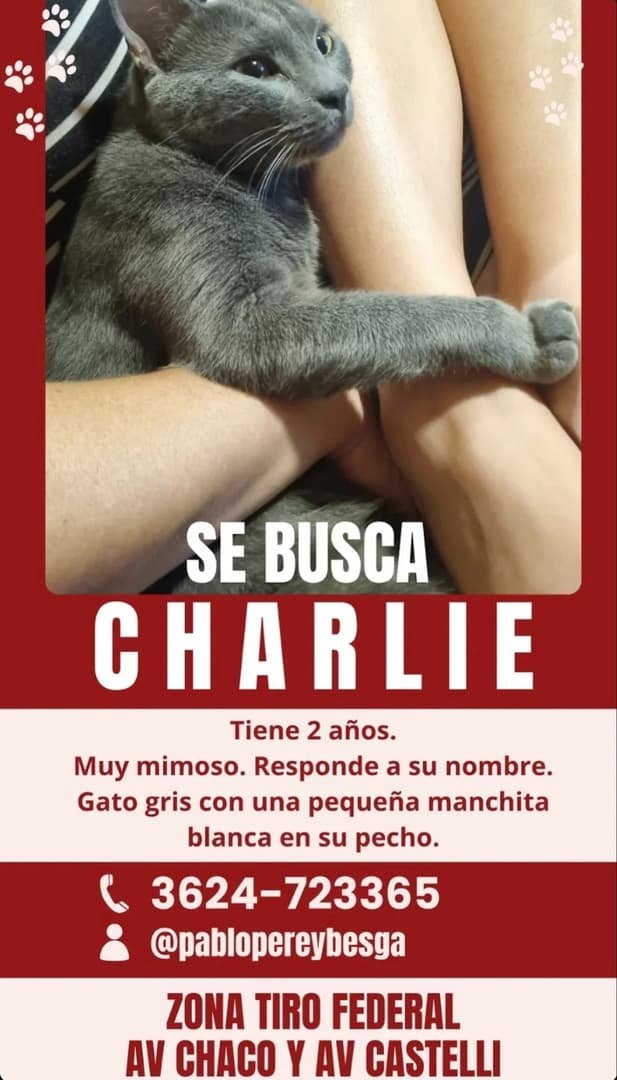 Mascota