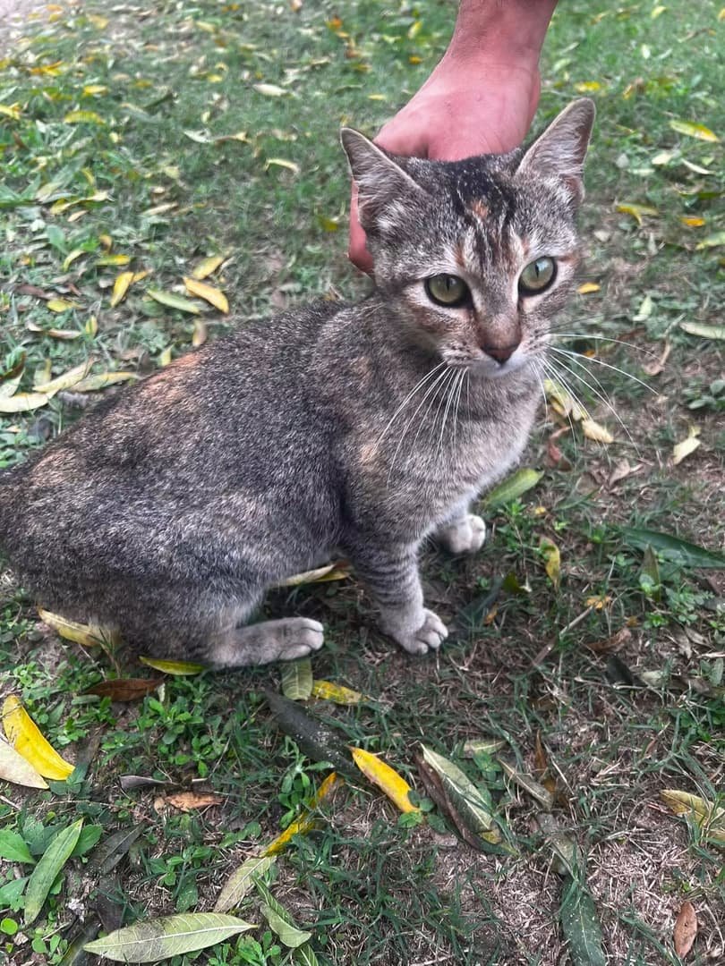 Mascota