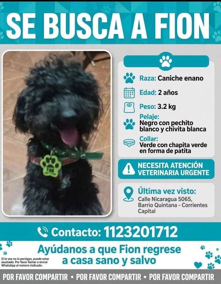 Mascota