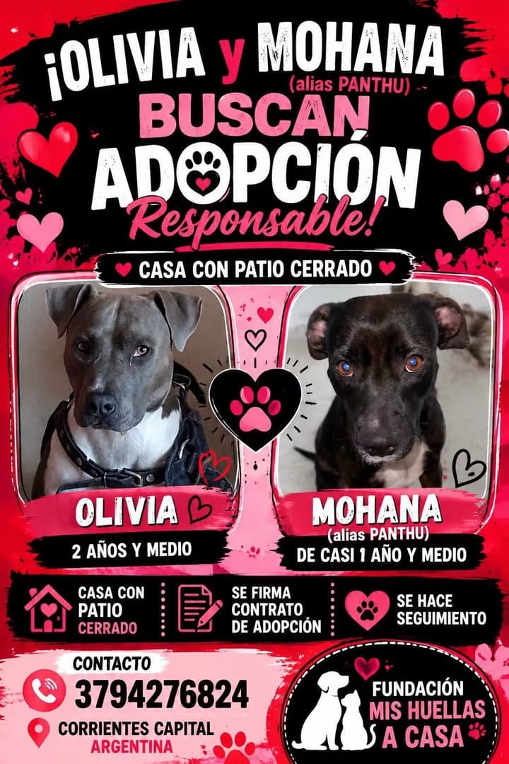Mascota