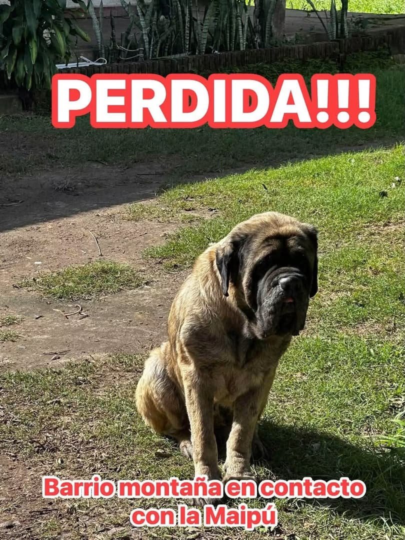 Mascota