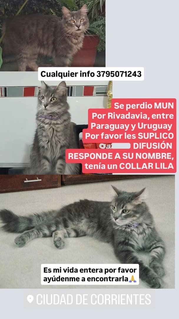 Mascota