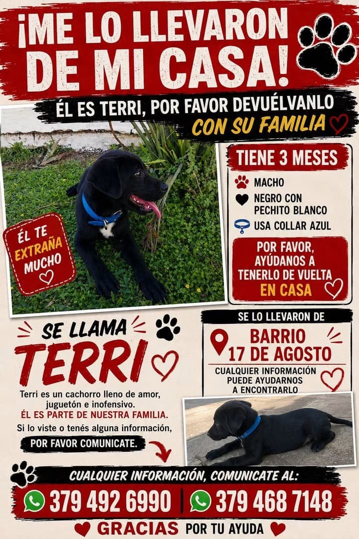 Mascota