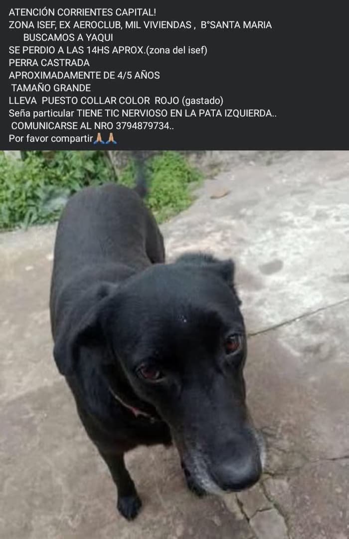 Mascota