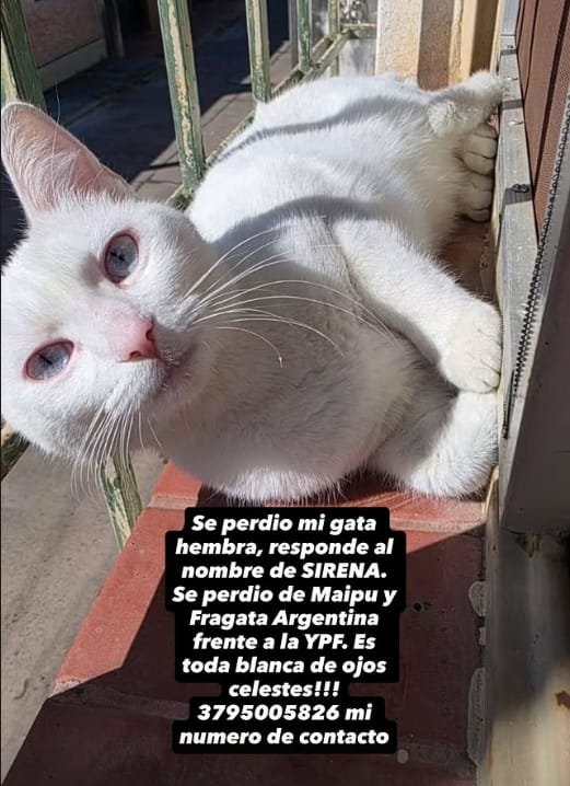 Mascota