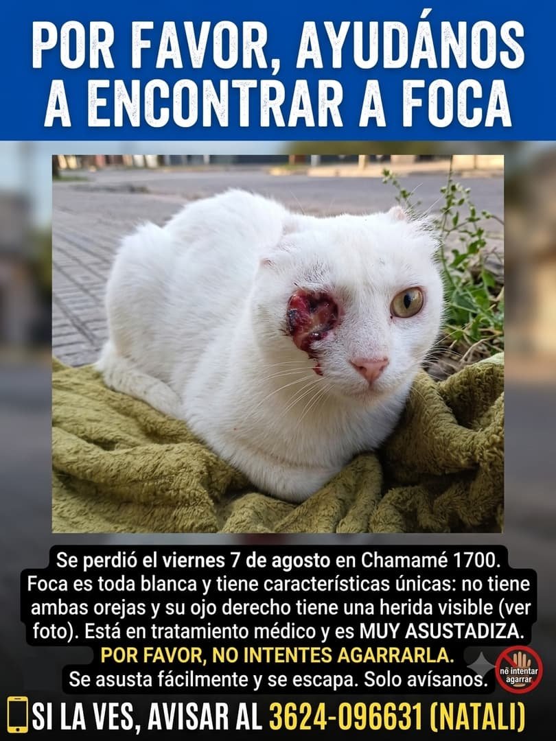Mascota
