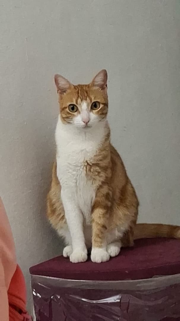 Mascota