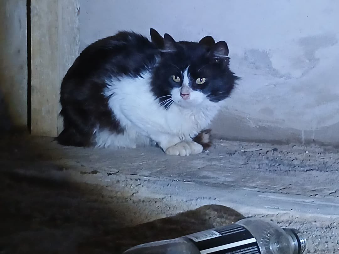 Mascota