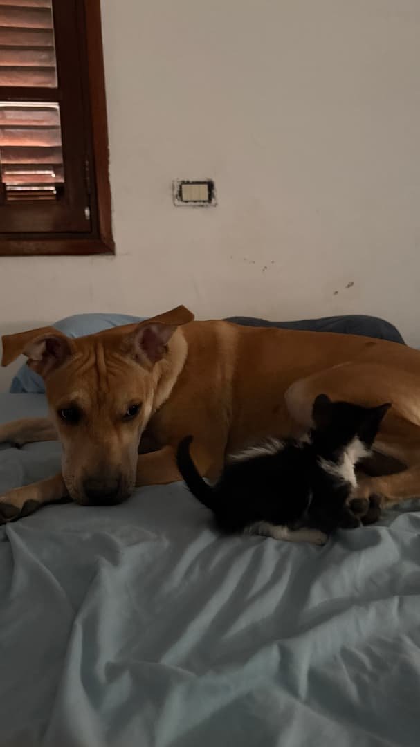 Pet